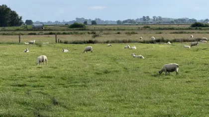 Texel Nachzucht-Herde 100 Tiere