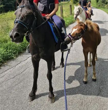 Ponyhengst