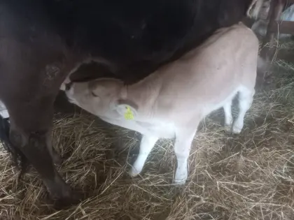 Reinrassiges Karpatisches Grauvieh-Bullenkalb zu verkaufen