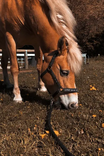 Haflinger Stute Stella