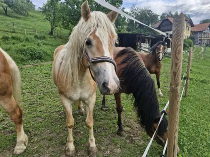 2-jährige Haflinger Stute