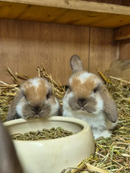 Zwergwidder-Kaninchen