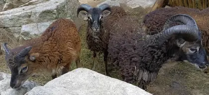 Soay-Schafe Widder