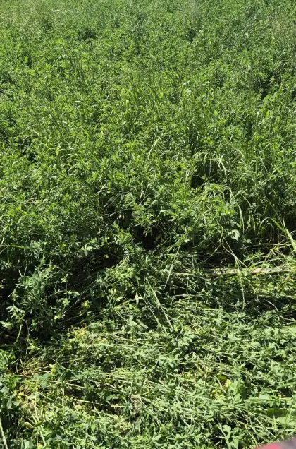 Silageballen
