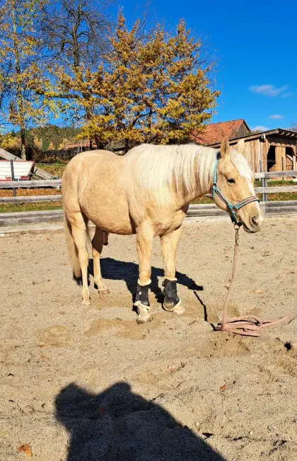 Quarter Horse Wallach Sweet Valentine