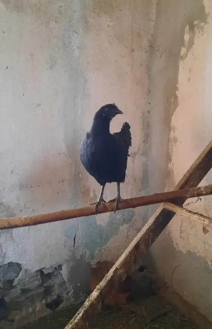 Ayam Cemani
