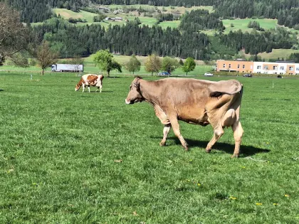 Bio-Kuh