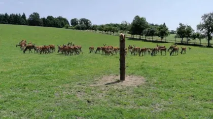 Rotwild, Hirsche, Wild
