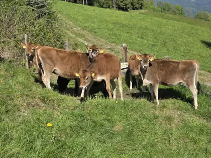 Bio-Jersey-Rinder