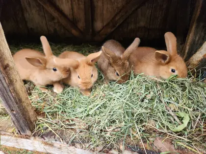 Kleine Hasen herzugeben