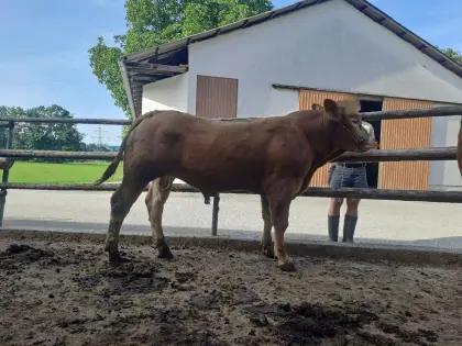 Limousin-Stier