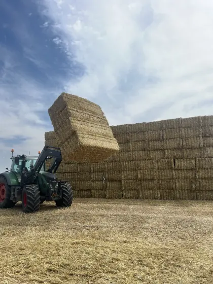 Suche Stroh ab Feld Ernte 2026