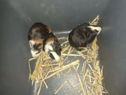 Junge Meerschweinchen