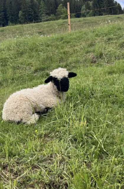Walliser Schwarznasen-Widder