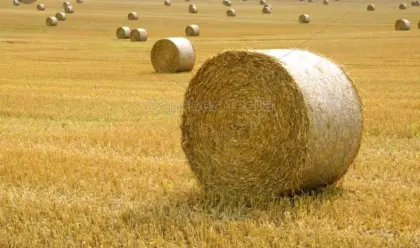 Weizenstrohballen und Gerstenstrohballen