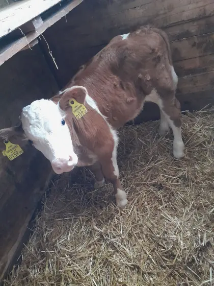 Bio Fleckvieh-Zuchtstierkalb GS Verismo PP