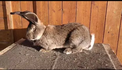 Riesenkaninchen
