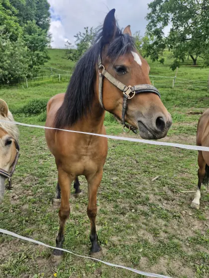 Quarter-/Haflinger-Mix