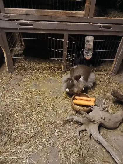 Löwenkopfhasen, Kaninchen