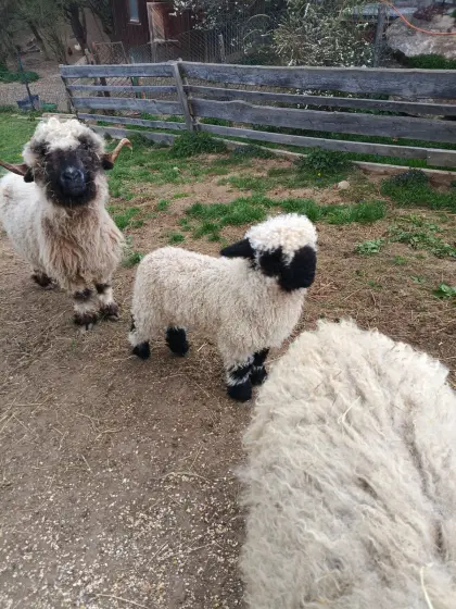Waliser Schwarznasen