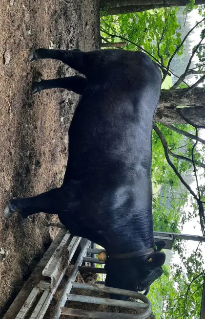 Kalbin