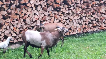 Kamerunschafe