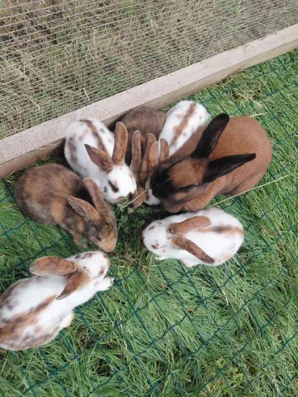 Thüringer Mix-Kaninchen