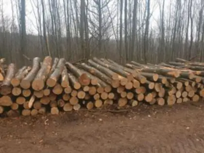 Suche Rundholz Buche oder Esche