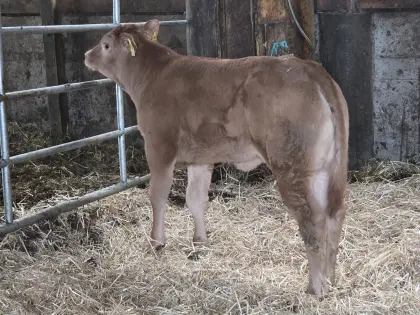 Limousin-Kalb
