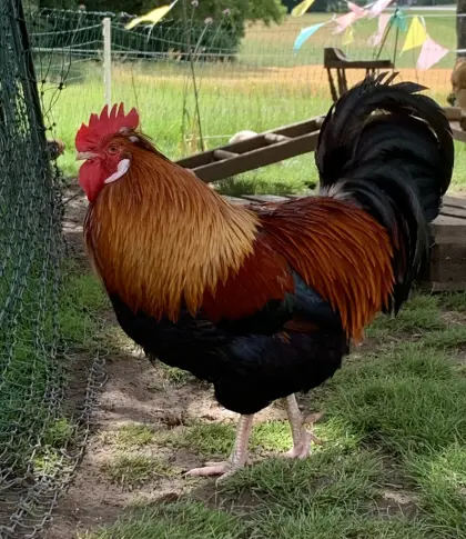 Sulmtaler Hahn zu verschenken