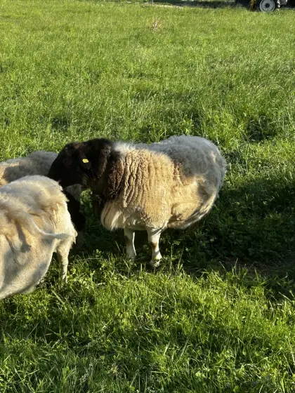 Dorper Bock