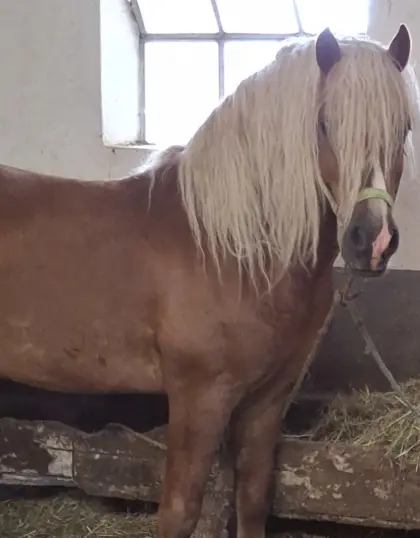 Haflinger Hengst