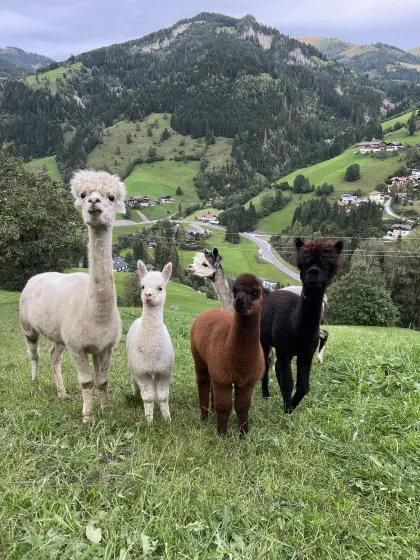 Alpaka männlich, weiblich
