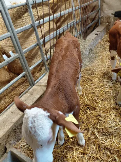 Fleckviehkalb