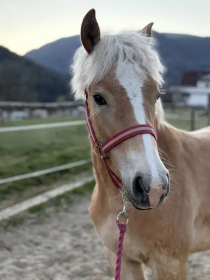 Haflinger Jährlingsstute