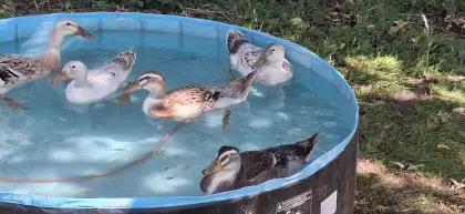 Laufenten-Mixe, 1 Erpel, 1 Ente