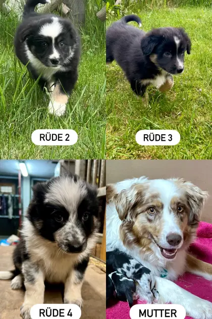 Border-Aussie-Welpen