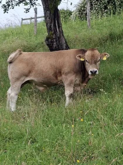 Murbodner Stier