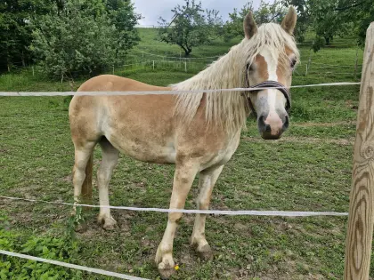 2-jährige Haflinger Stute