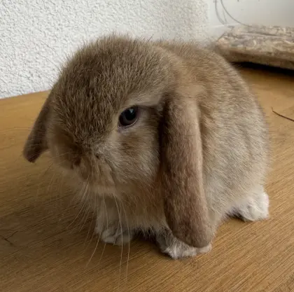 Mini-Lop, reinrassig