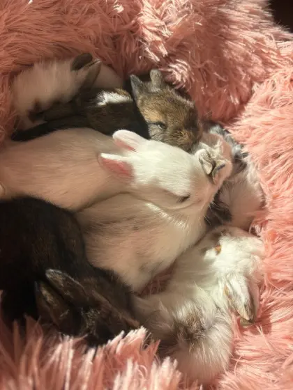 Löwenkopfkaninchen in allen Farben