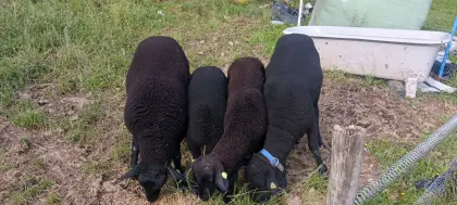 3 schwarze Jurawidder