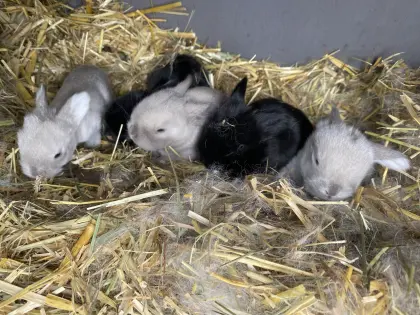 Kaninchen Zwergwidder