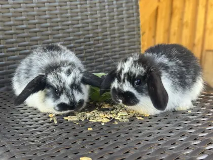 NHD-Mini-Lop-Babys aus liebevoller Hobbyzucht