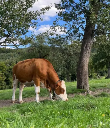 Suche trächtige Bio-Fleckvieh-Kalbin