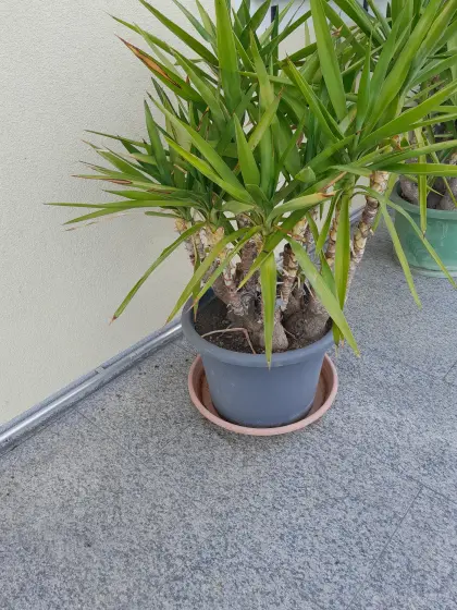 Yucca-Palme