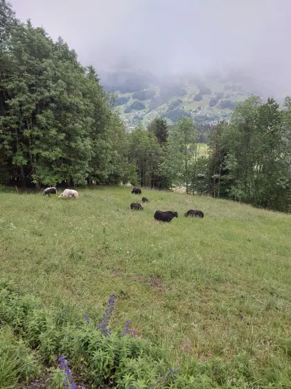 Yak-Rinder