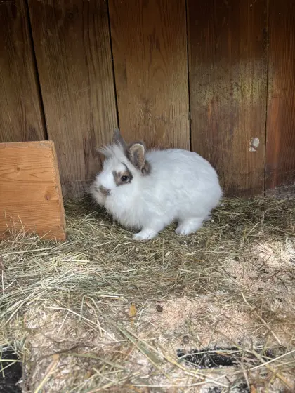 Löwenkopfhase