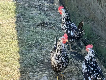 Exchequer Leghorn
