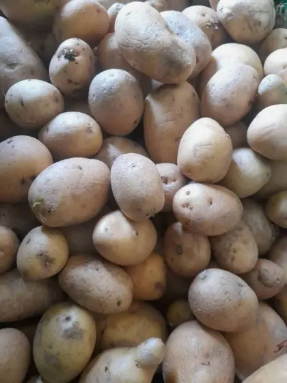 Futterkartoffeln